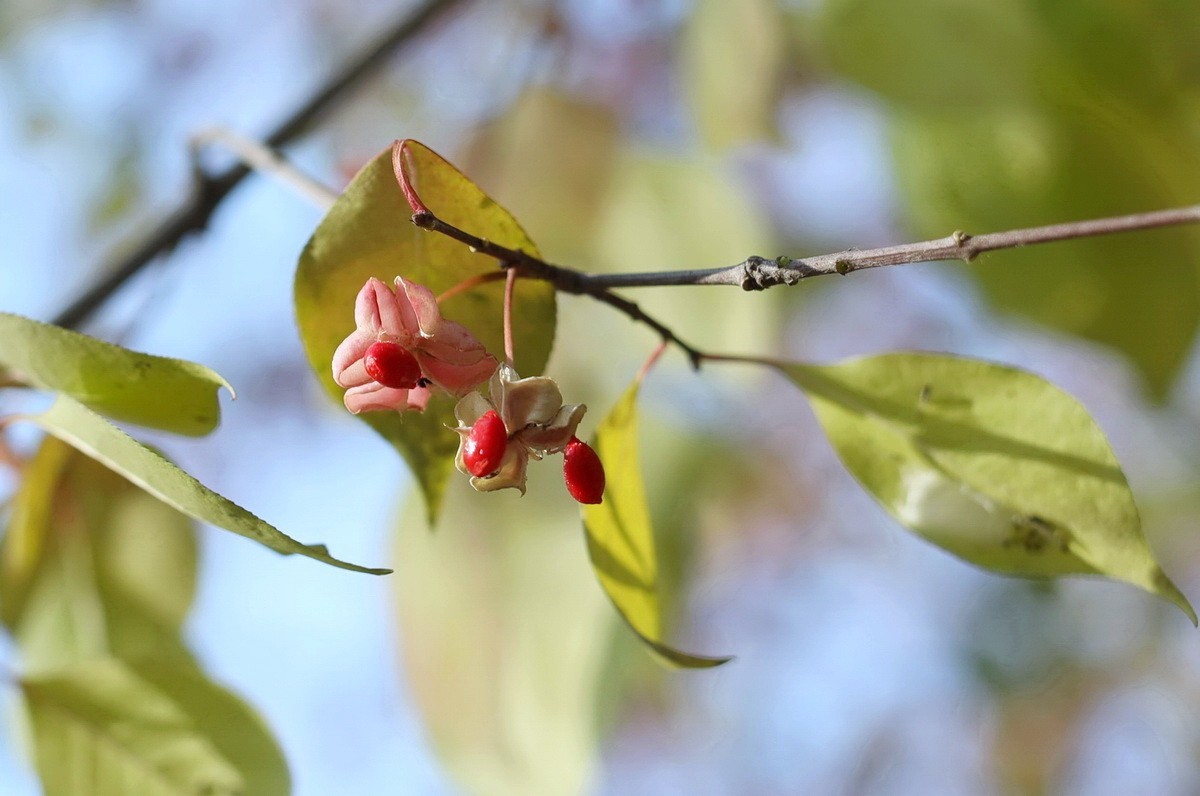 一簇坚挺到晚秋的花果