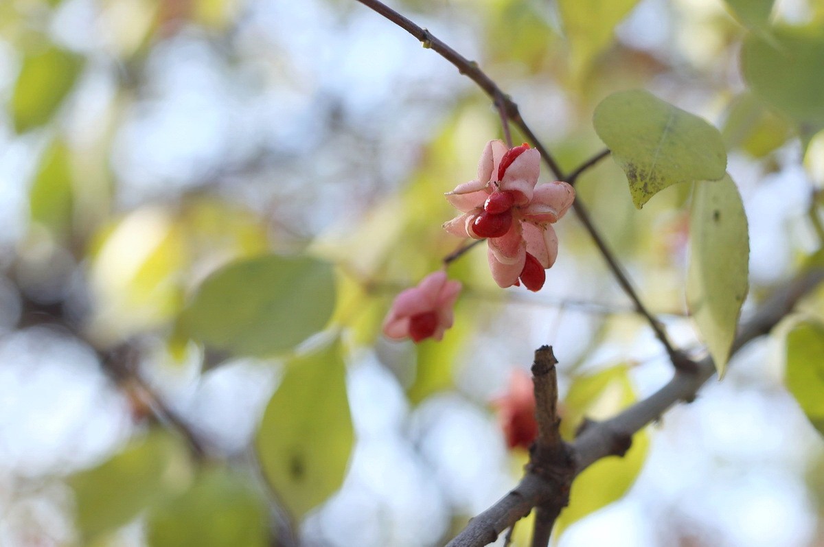 一簇坚挺到晚秋的花果