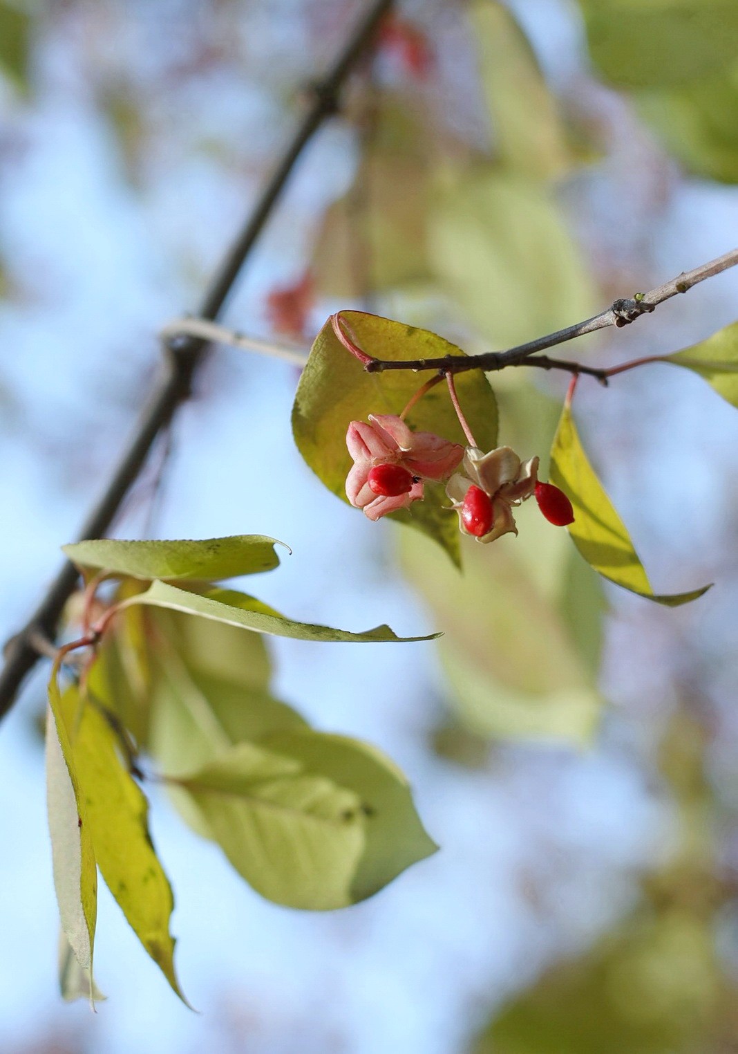 一簇坚挺到晚秋的花果
