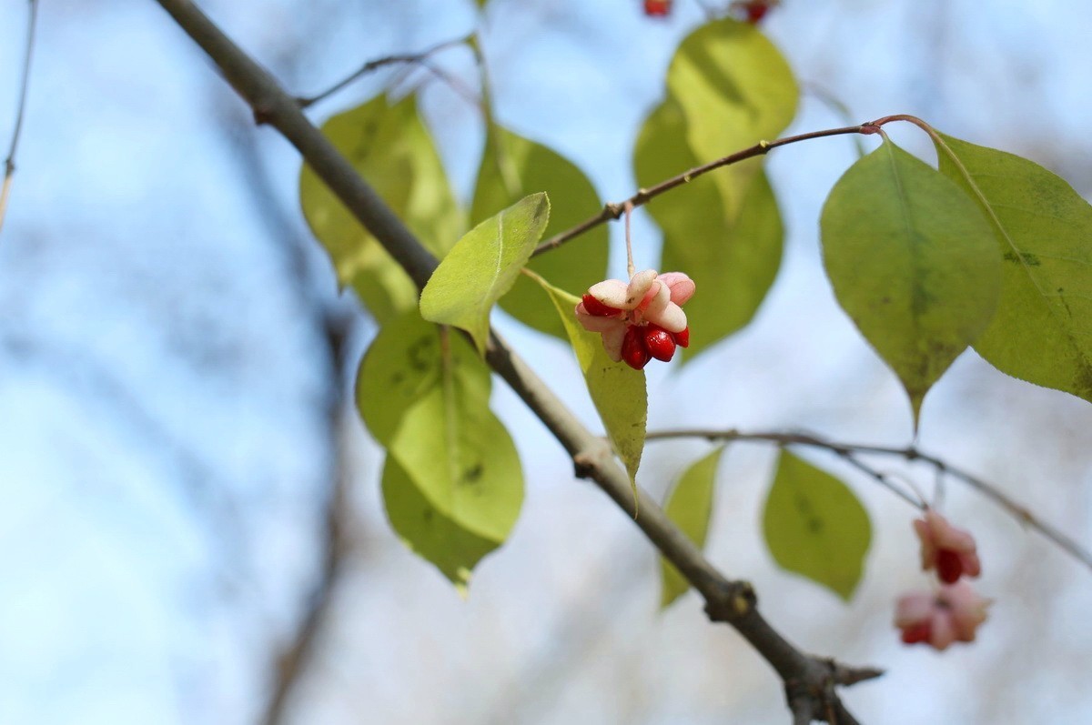 一簇坚挺到晚秋的花果