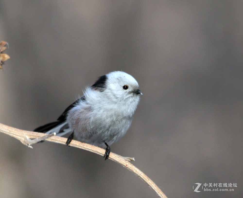 萌呆的北长尾山雀