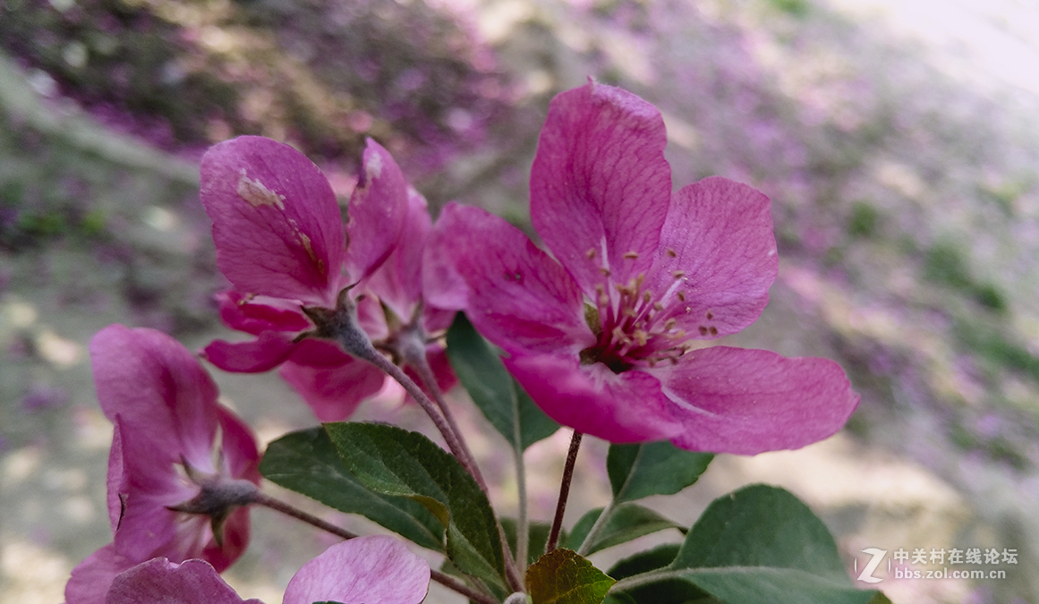一组杜鹃花，来侨乡星空(中国)。祝皓月长弓荣任版主！