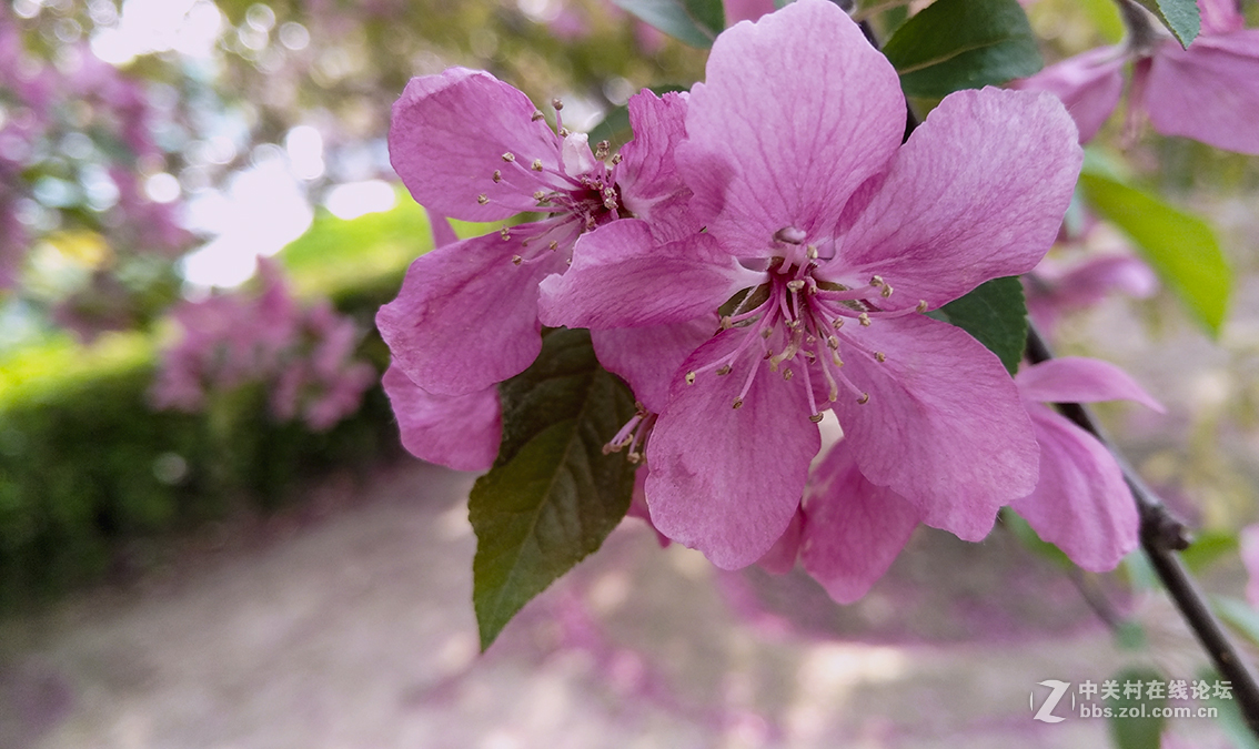一组杜鹃花，来侨乡星空(中国)。祝皓月长弓荣任版主！