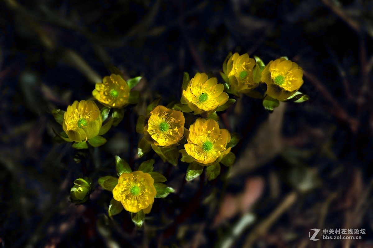 金盏花——请假帖