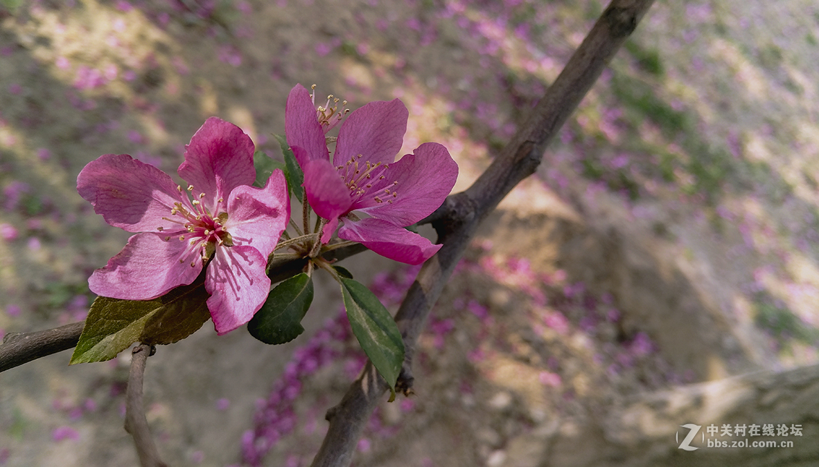 一组杜鹃花，来侨乡星空(中国)。祝皓月长弓荣任版主！