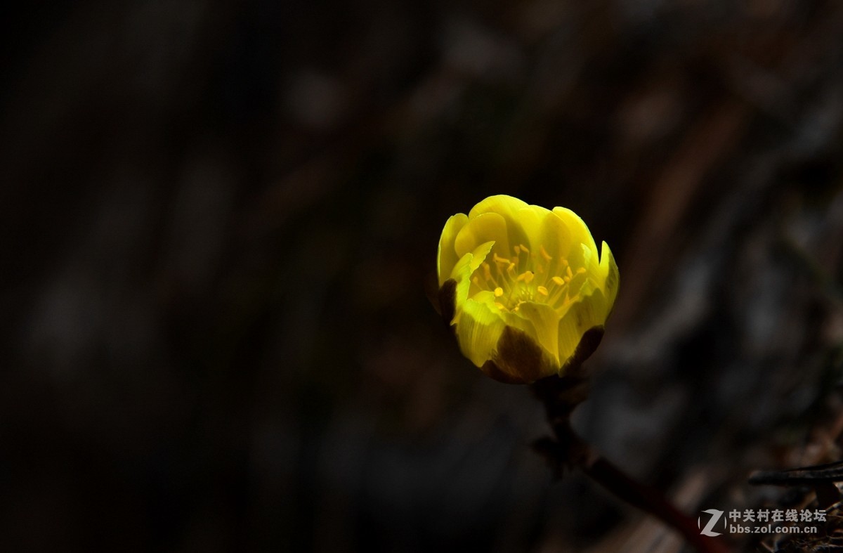 金盏花——请假帖