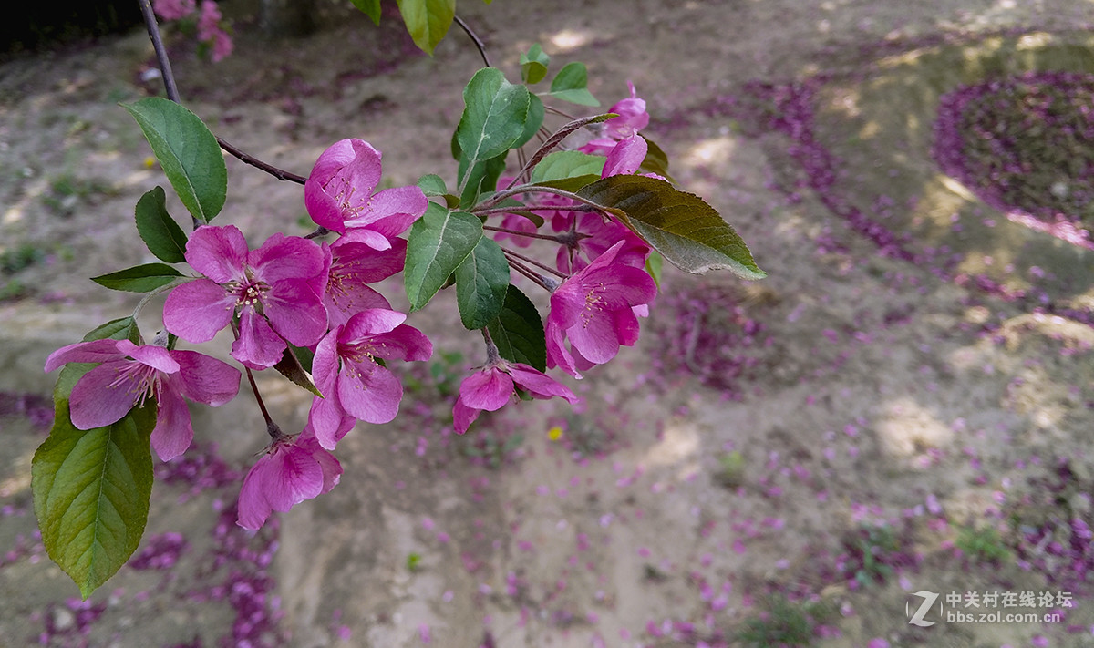 一组杜鹃花，来侨乡星空(中国)。祝皓月长弓荣任版主！