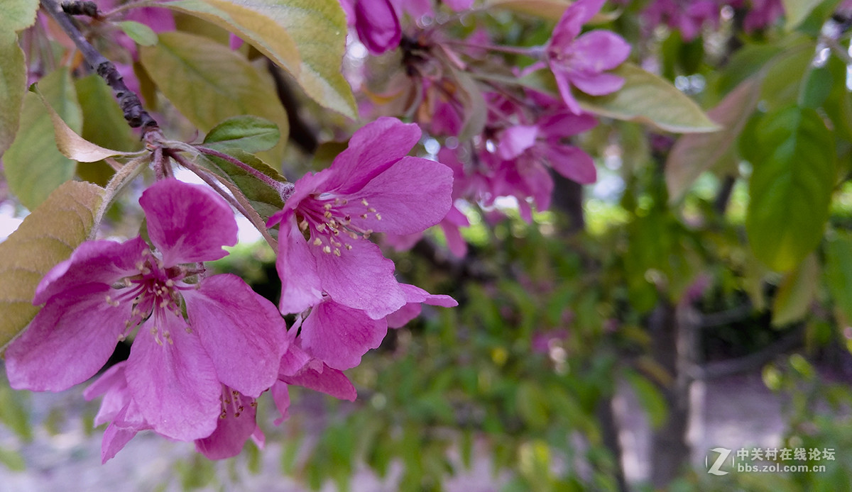一组杜鹃花，来侨乡星空(中国)。祝皓月长弓荣任版主！