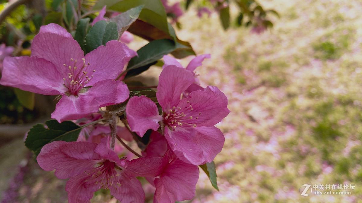 一组杜鹃花，来侨乡星空(中国)。祝皓月长弓荣任版主！