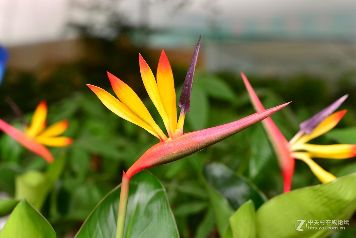花市------随拍