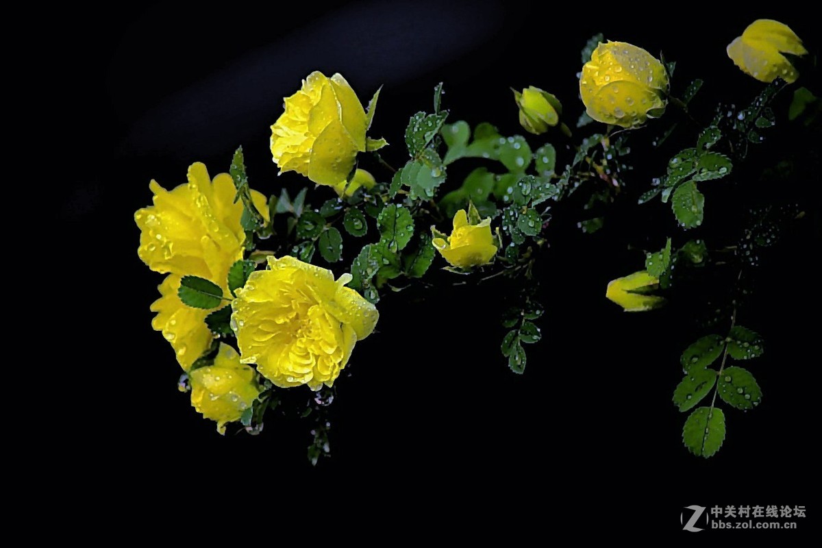 D810DX55-300拍小花