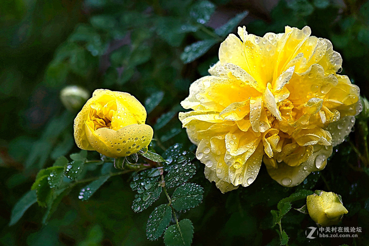 D810DX55-300拍小花