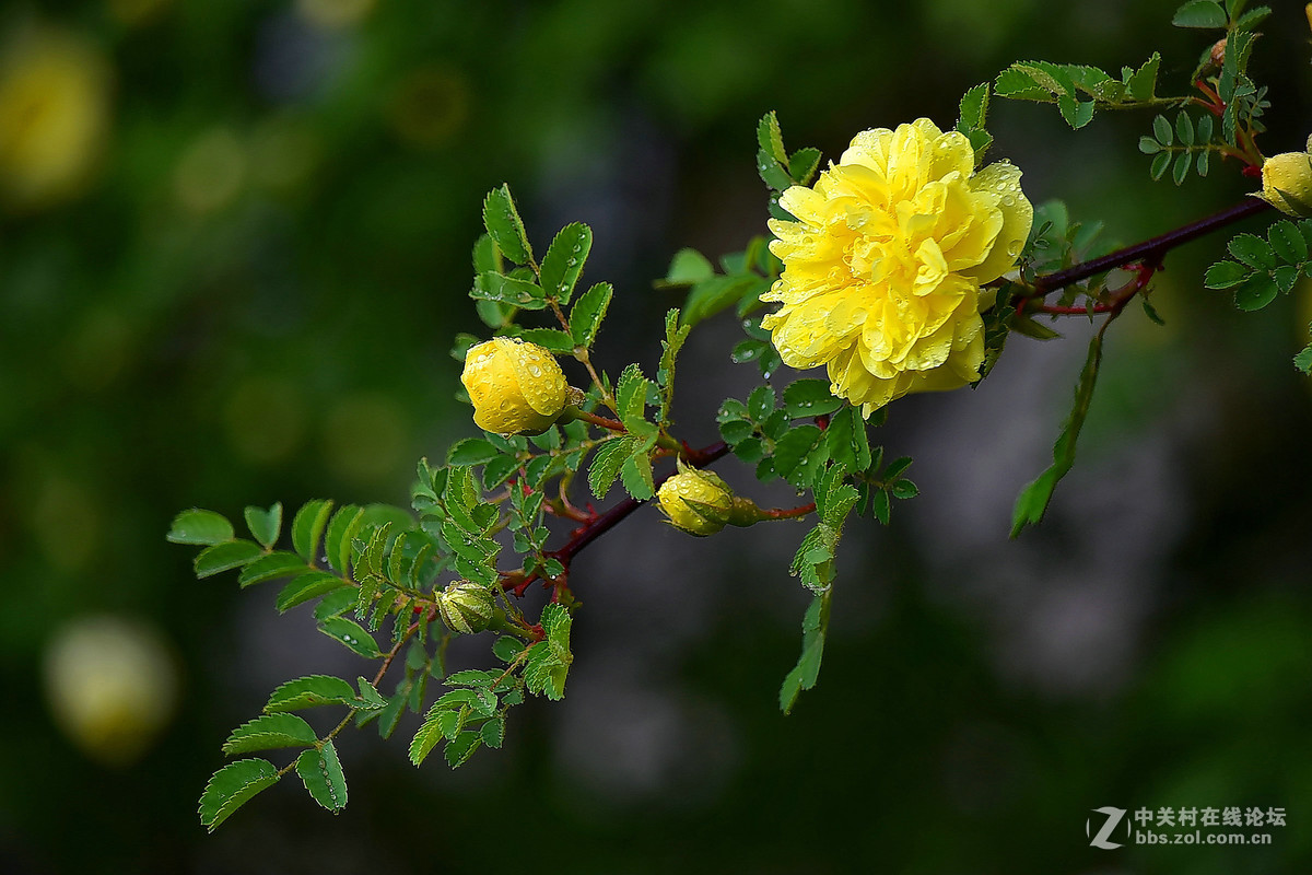 D810DX55-300拍小花