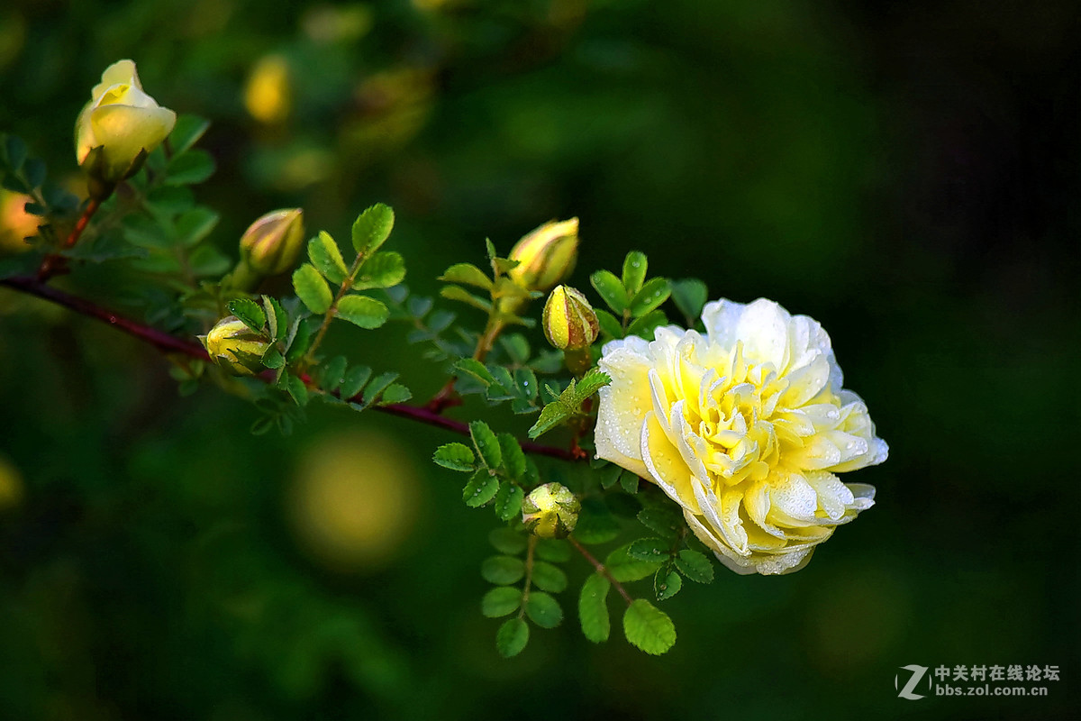 D810DX55-300拍小花