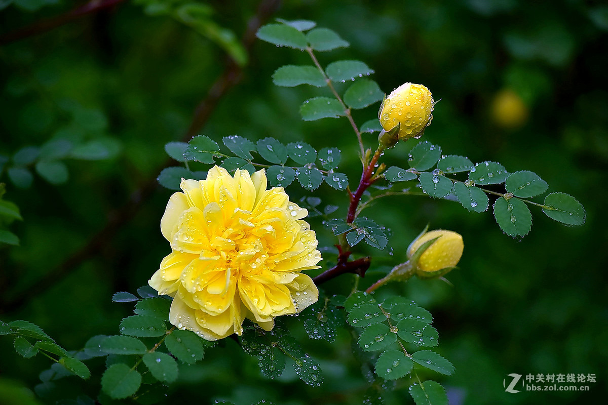 D810DX55-300拍小花