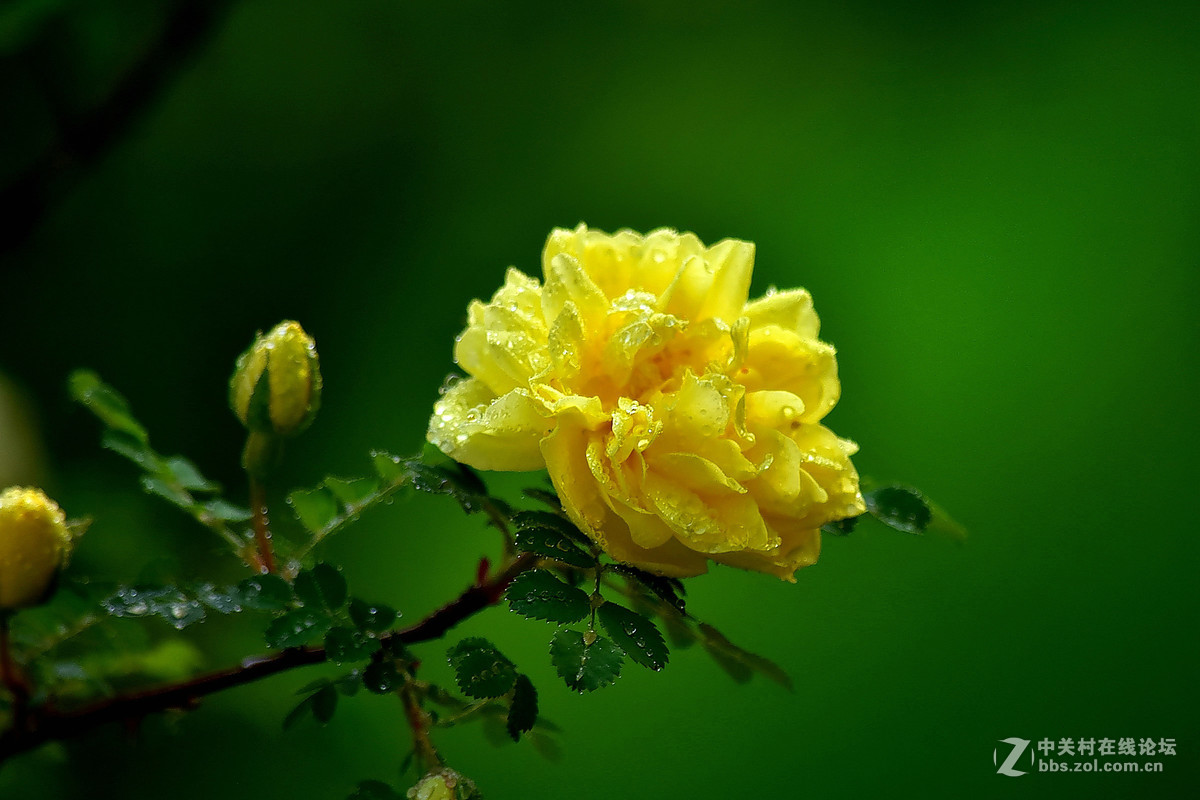 D810DX55-300拍小花