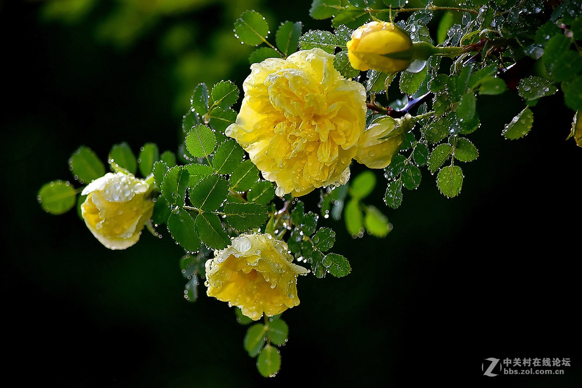 D810DX55-300拍小花