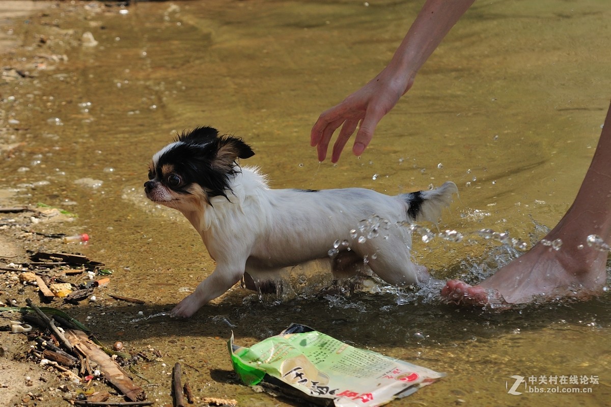 邕江码头落水狗第一弹