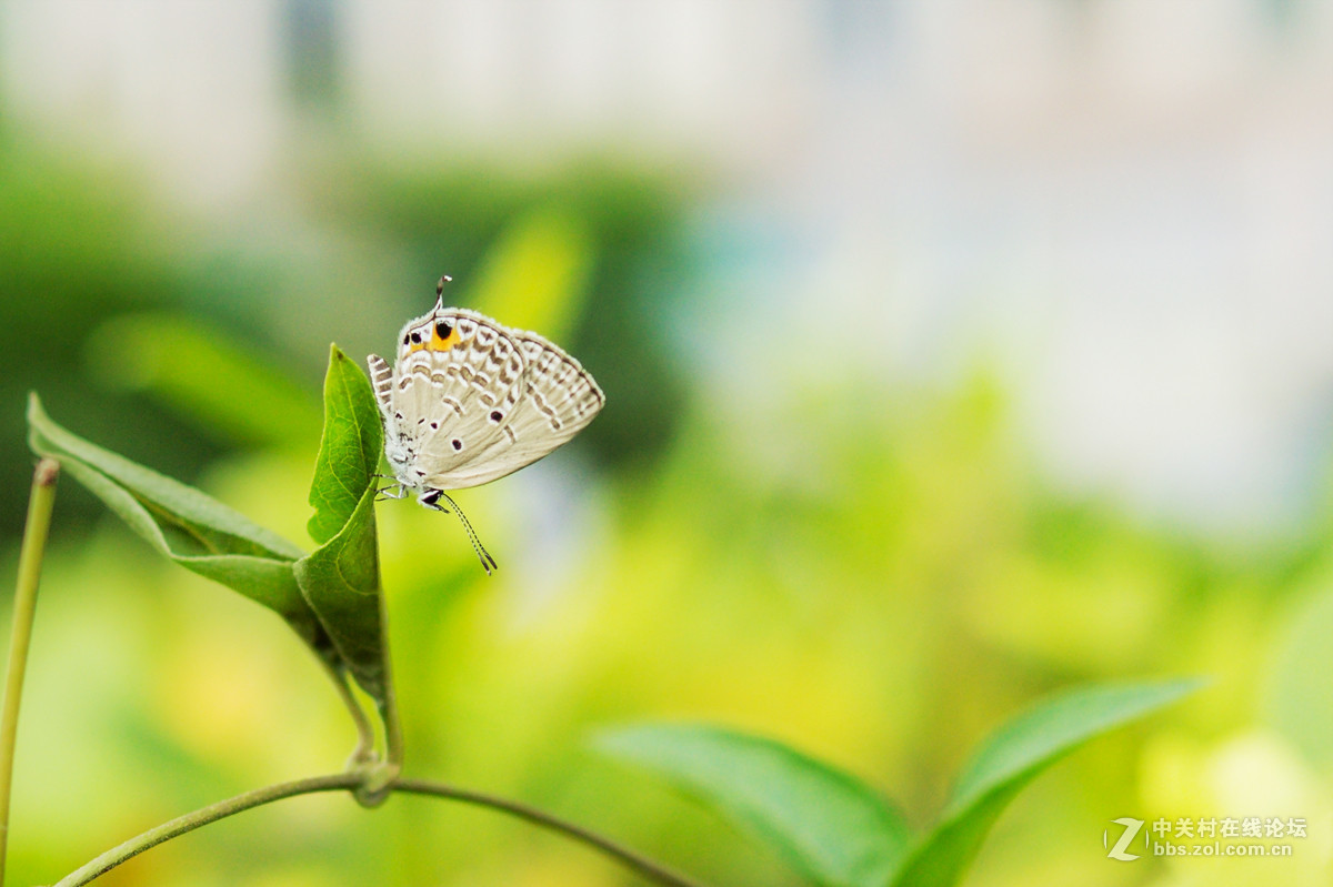 适马301.4拍花草