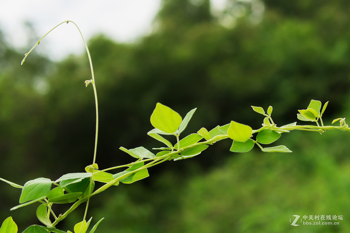 适马301.4拍花草