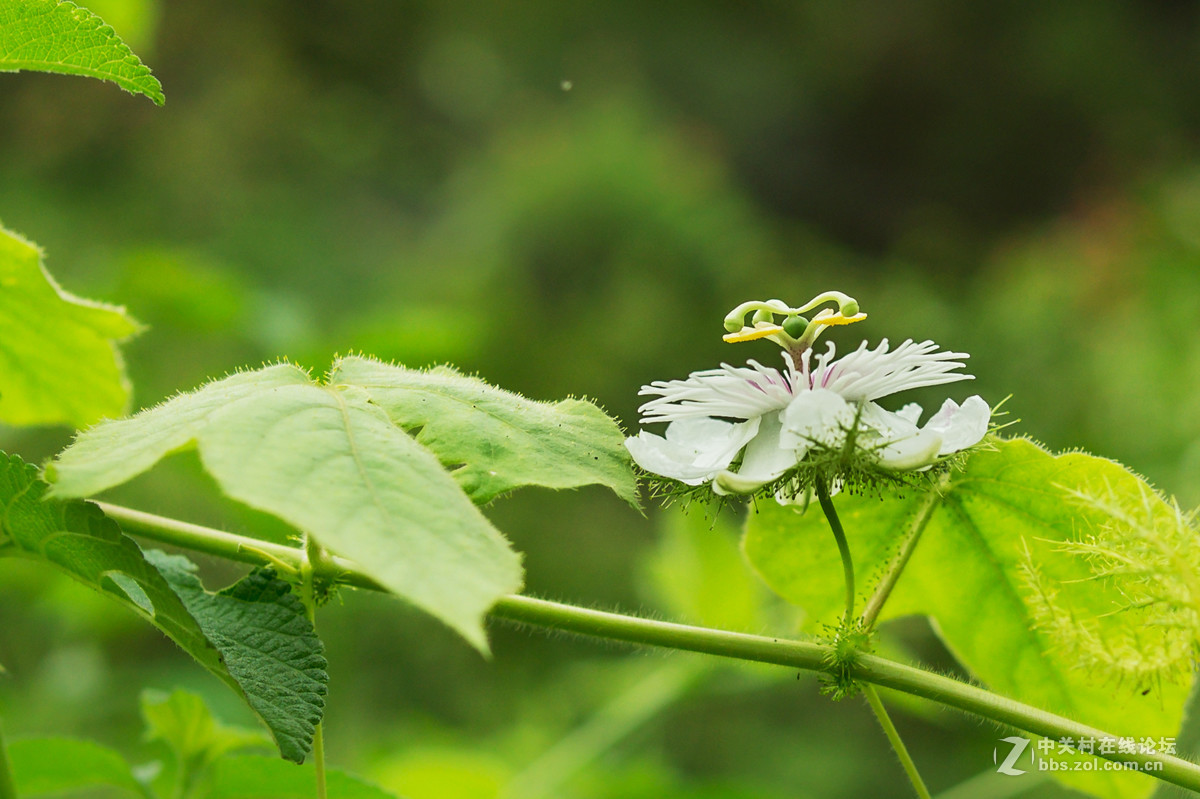 适马301.4拍花草