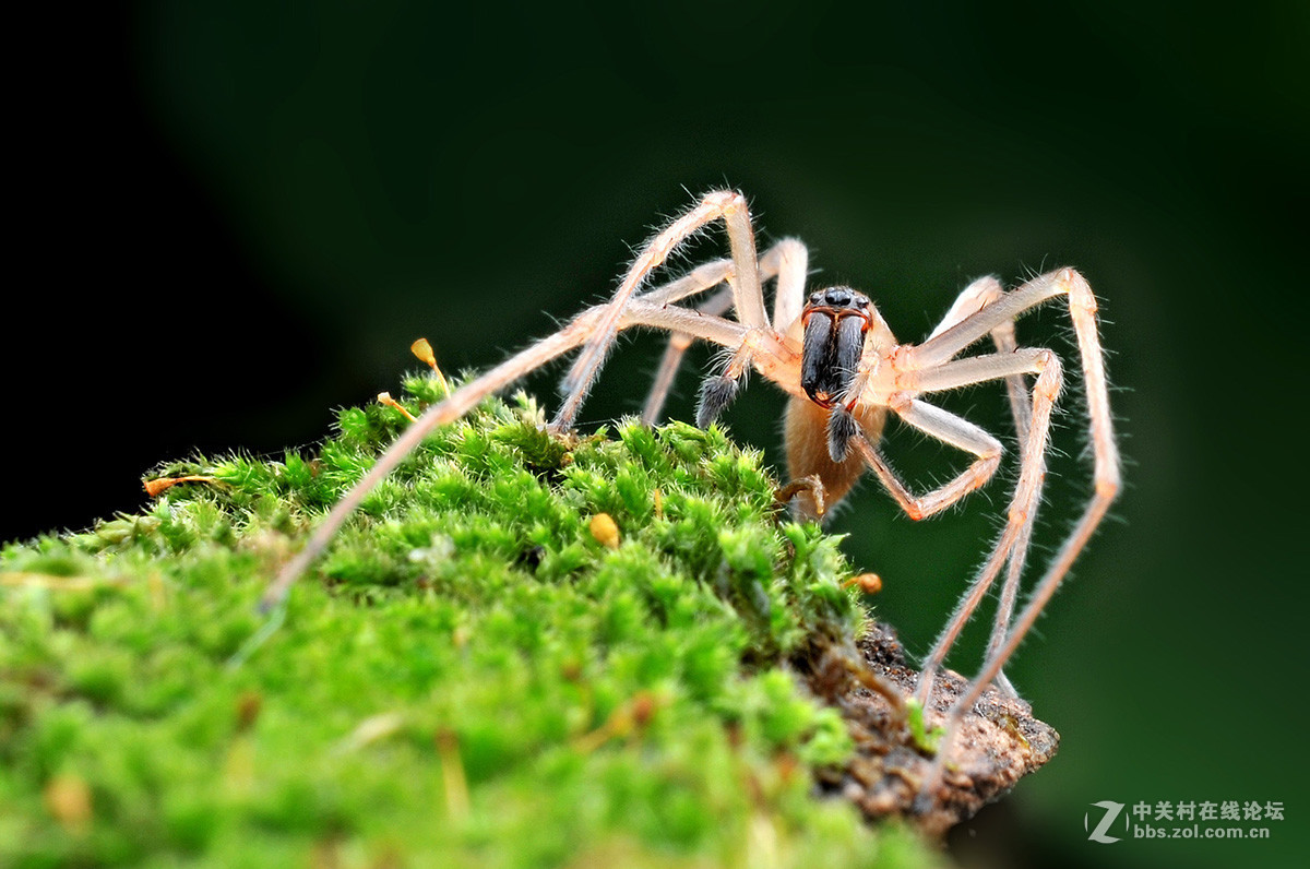 作为从小就有蜘蛛恐惧症的我，一直比较害怕的一个物种：高脚白额蛛！ - 知乎