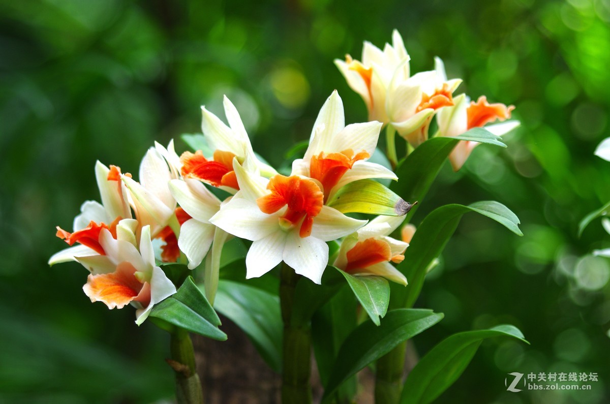 新加坡国花胡姬花4