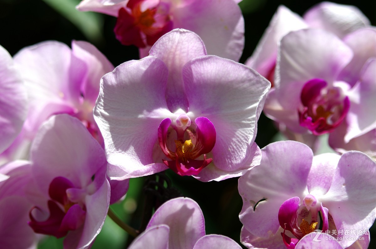 新加坡国花胡姬花4