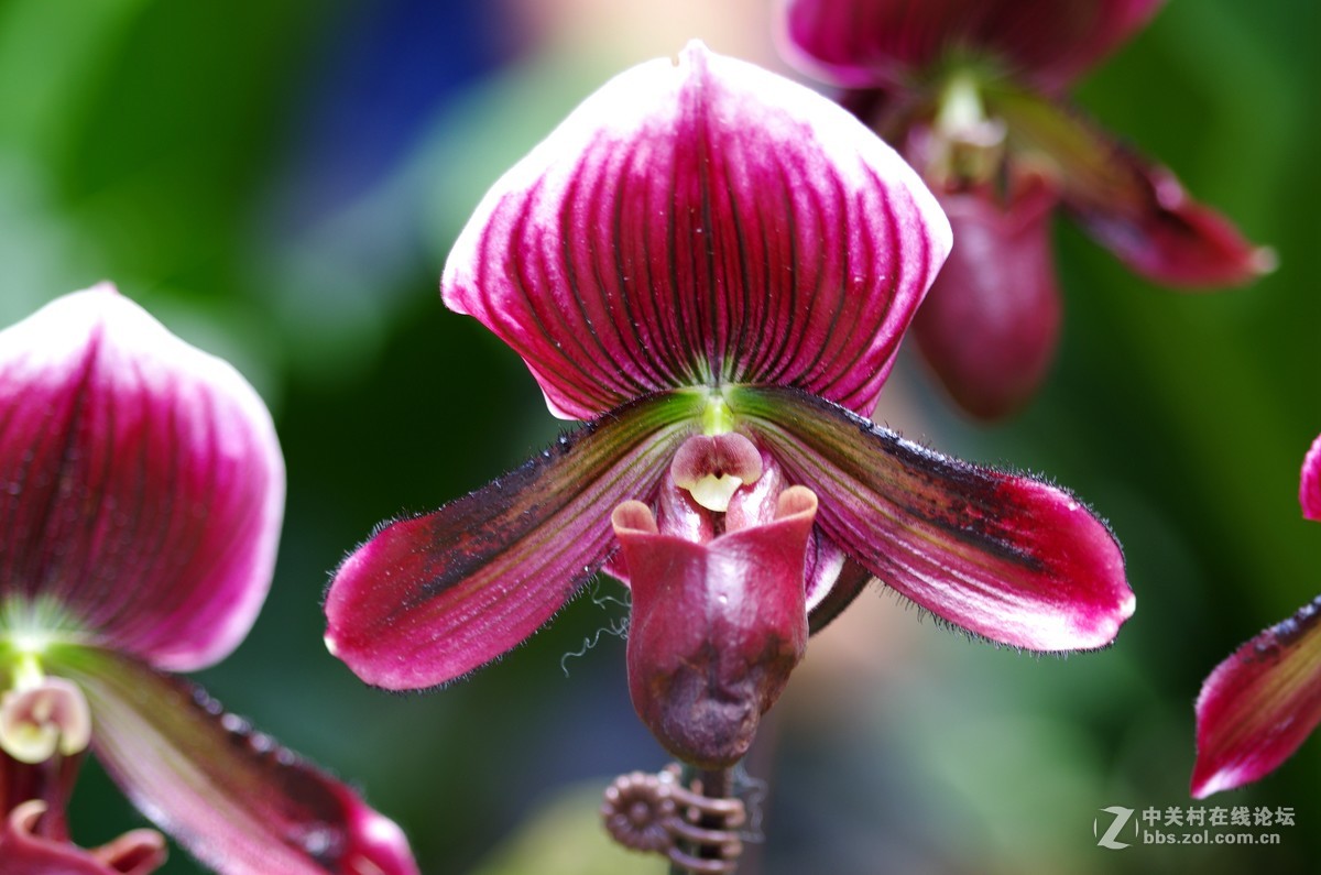 新加坡国花胡姬花4