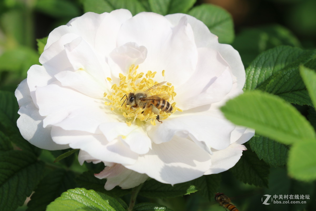 常州月季节之蜜蜂