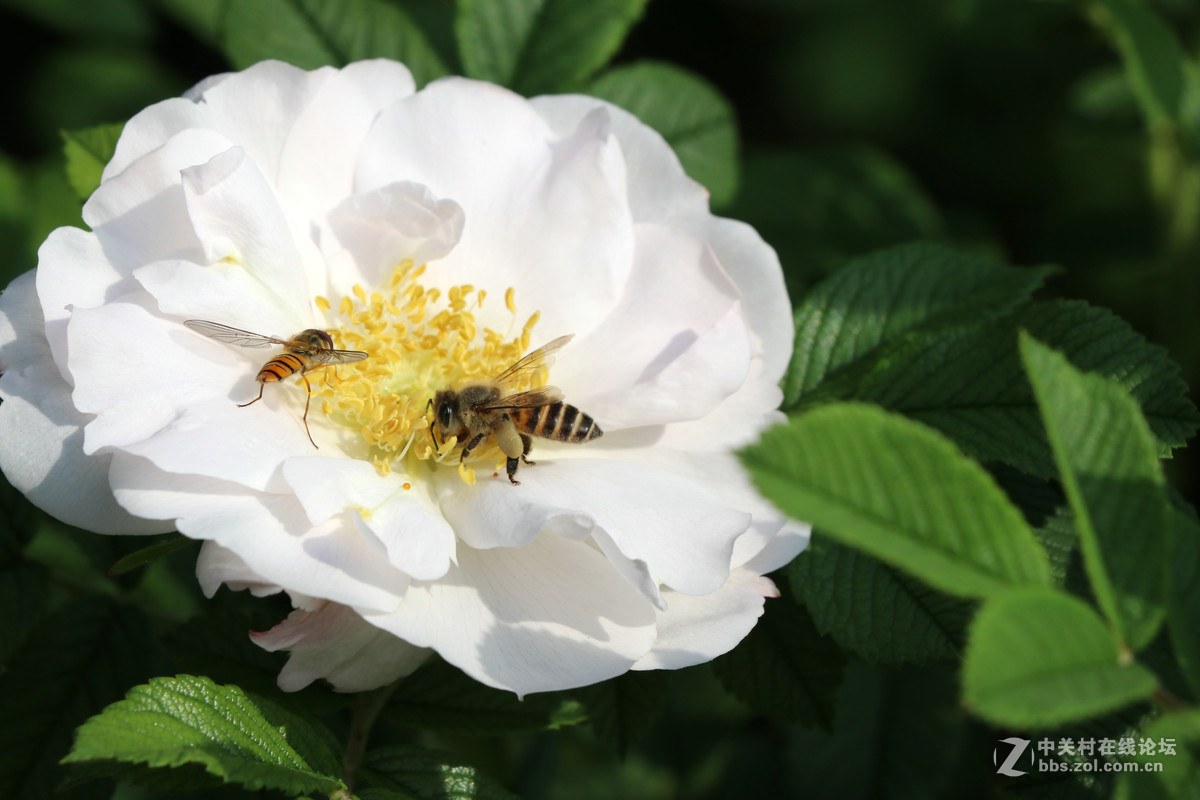 常州月季节之蜜蜂
