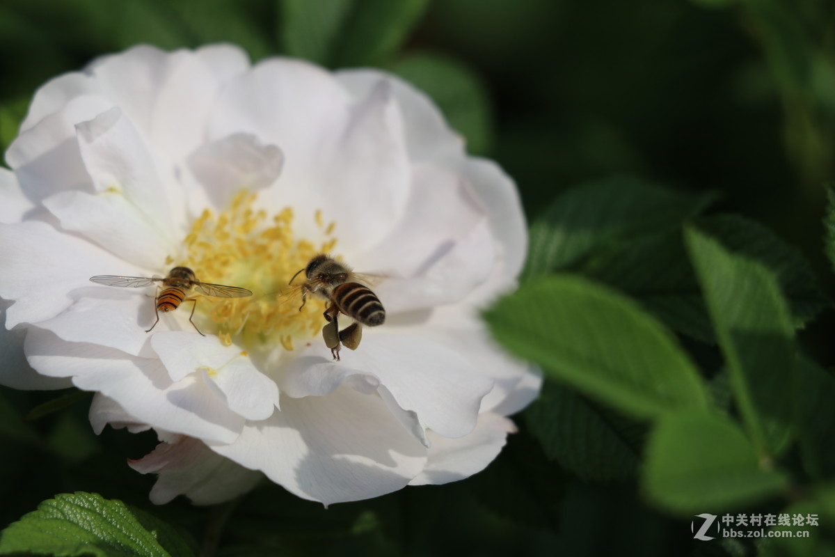常州月季节之蜜蜂