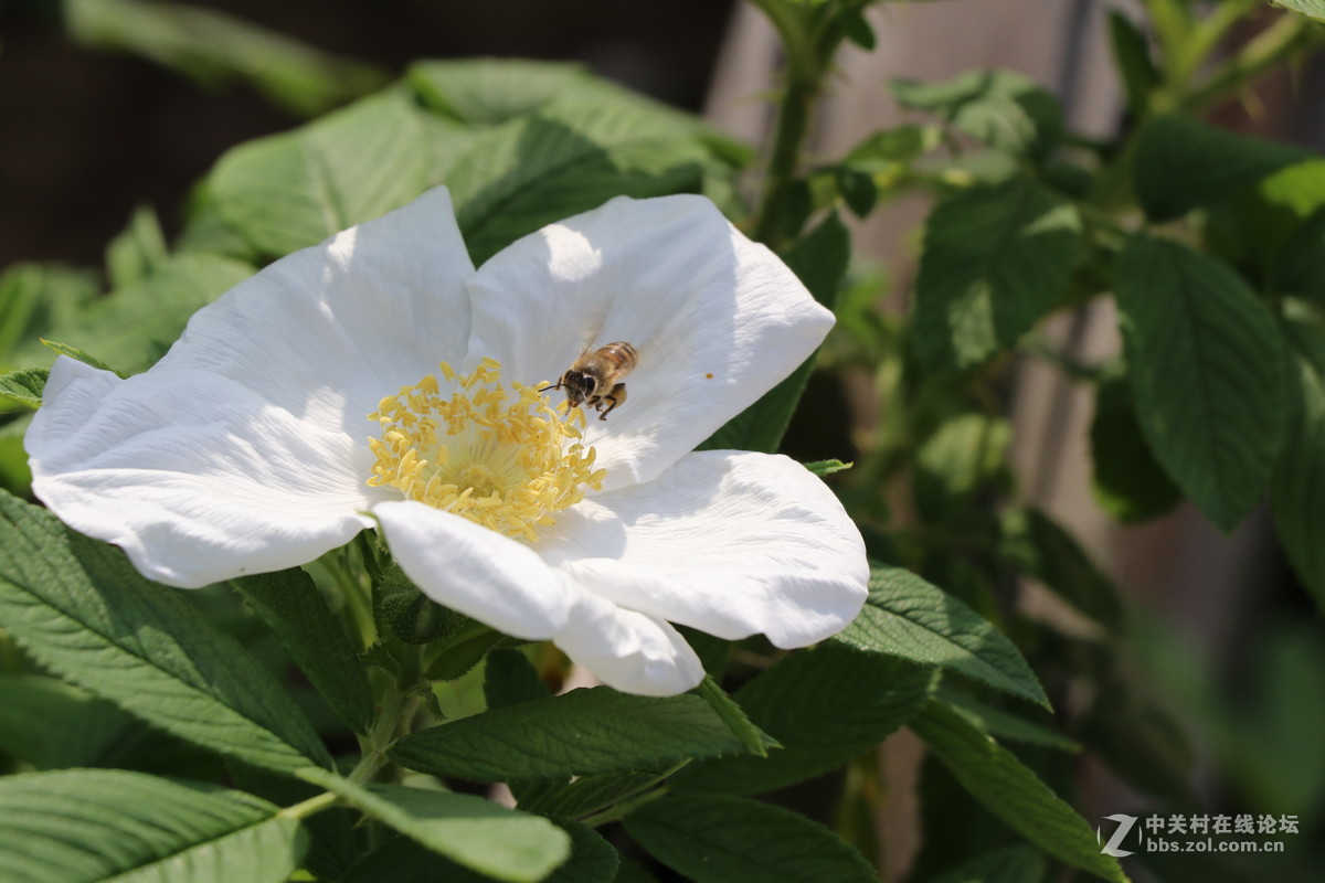 常州月季节之蜜蜂