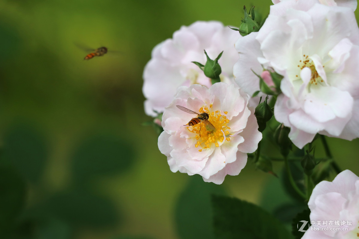 常州月季节之蜜蜂