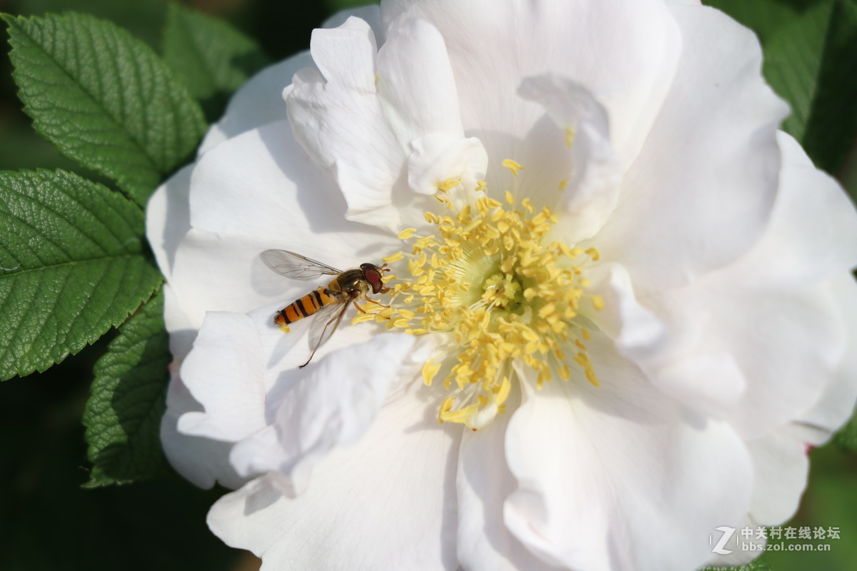 常州月季节之蜜蜂