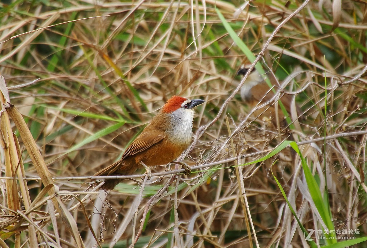 红顶鹛