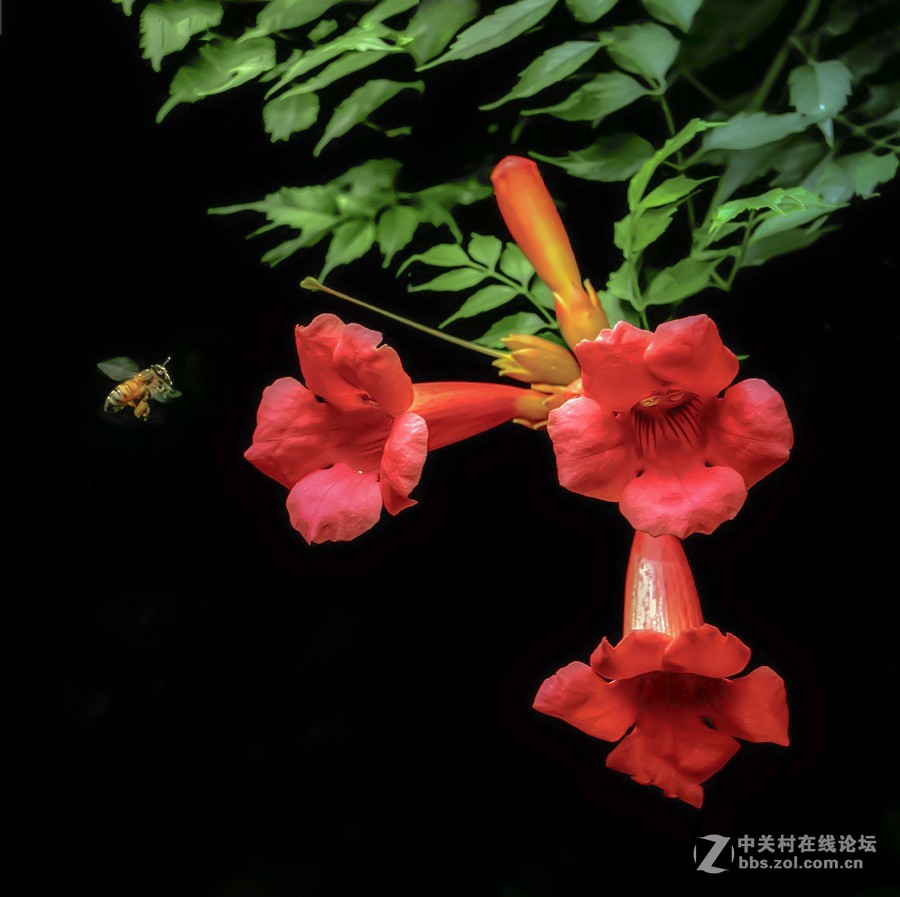 花香蜂自来