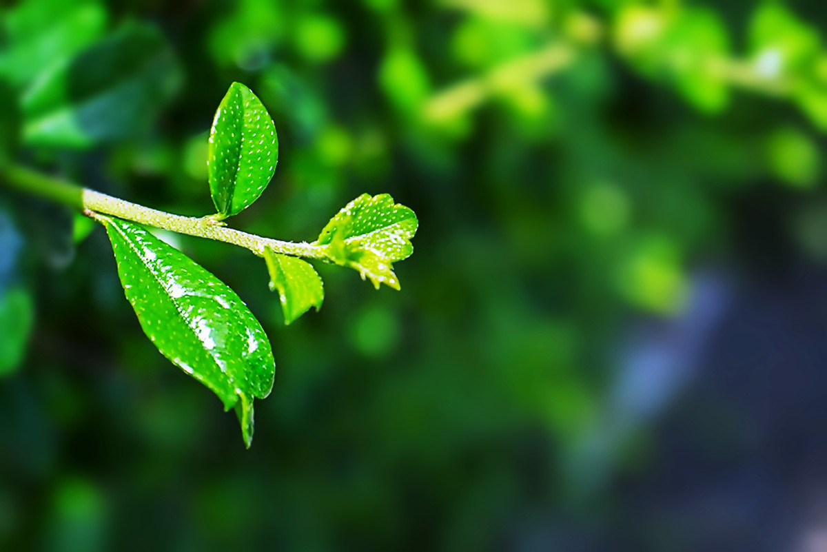 几片树叶也风流