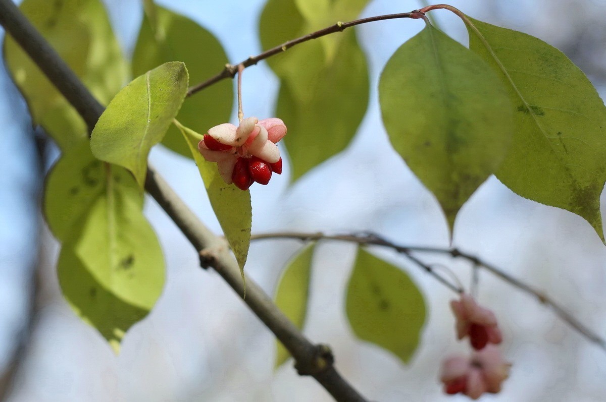 一簇坚挺到晚秋的花果