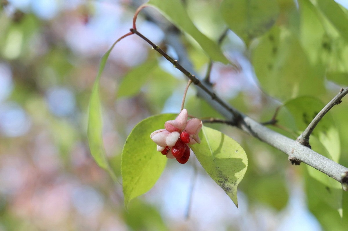 一簇坚挺到晚秋的花果