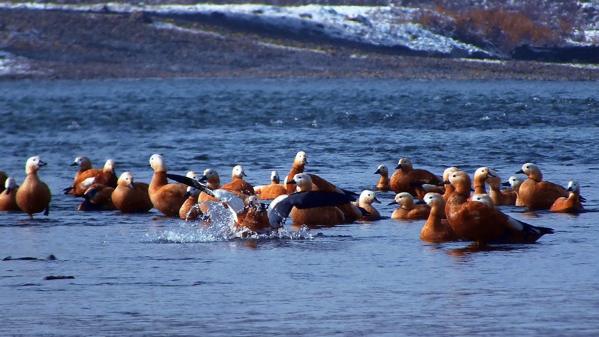 长白岛的野鸭子