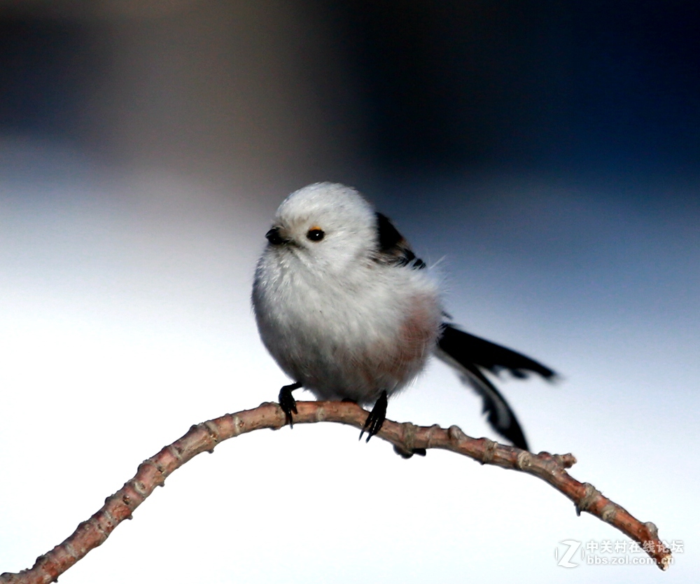 萌呆的北长尾山雀