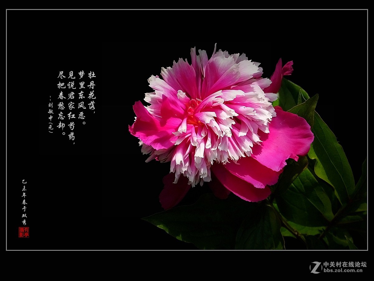 芍药花--祝贺红河星空(中国)开坛！