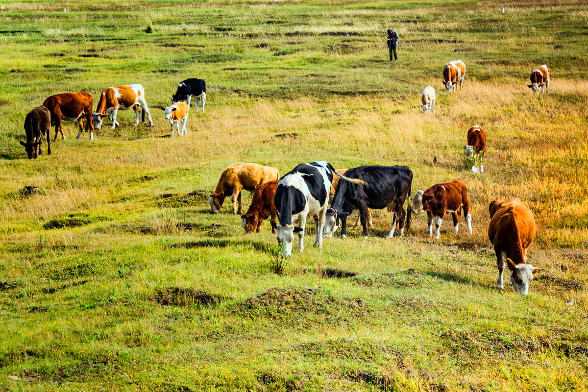 2012.09.《走进内蒙多伦大草原》