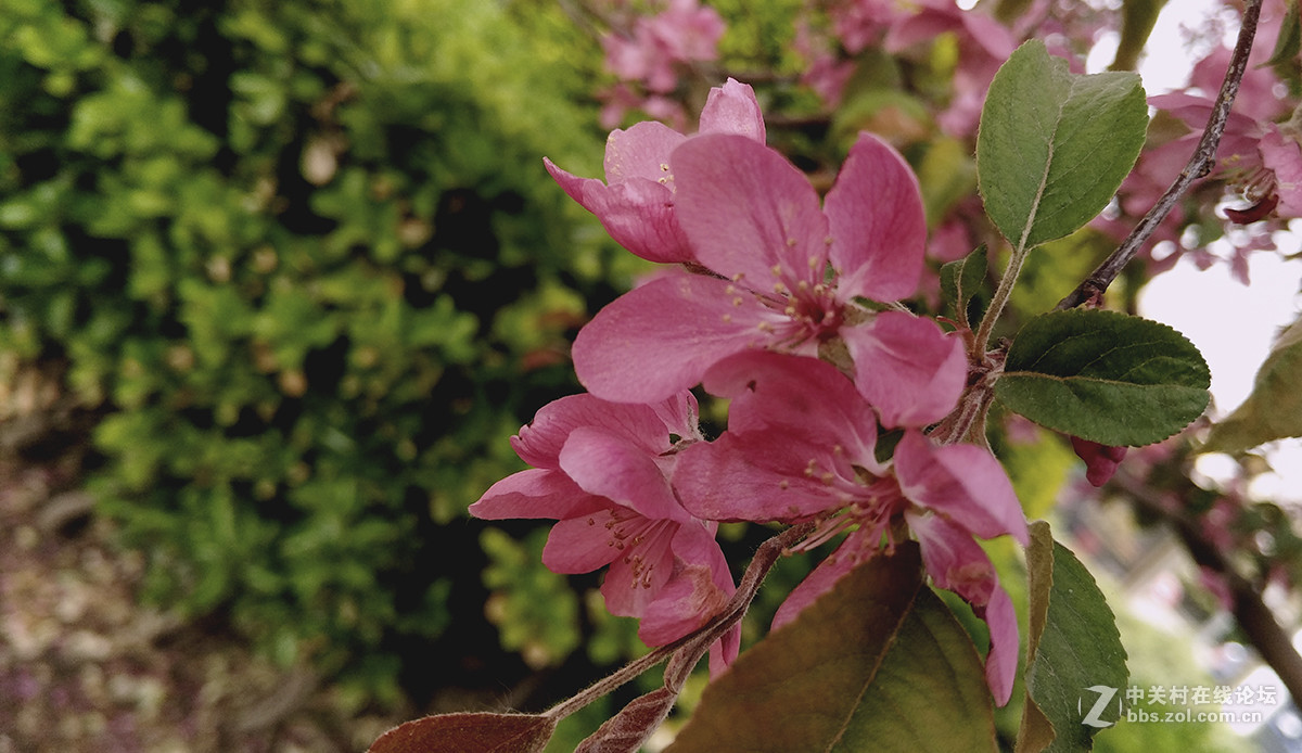 一组杜鹃花，来侨乡星空(中国)。祝皓月长弓荣任版主！