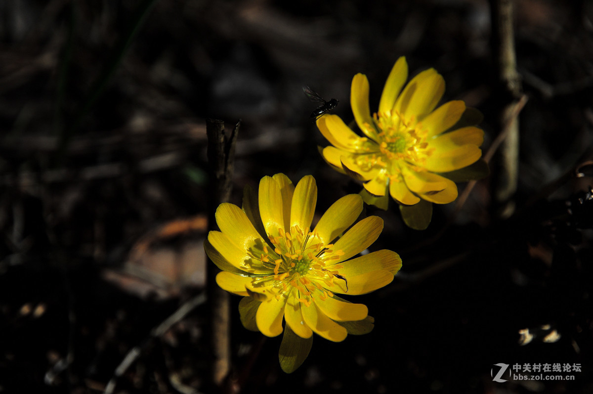 金盏花——请假帖