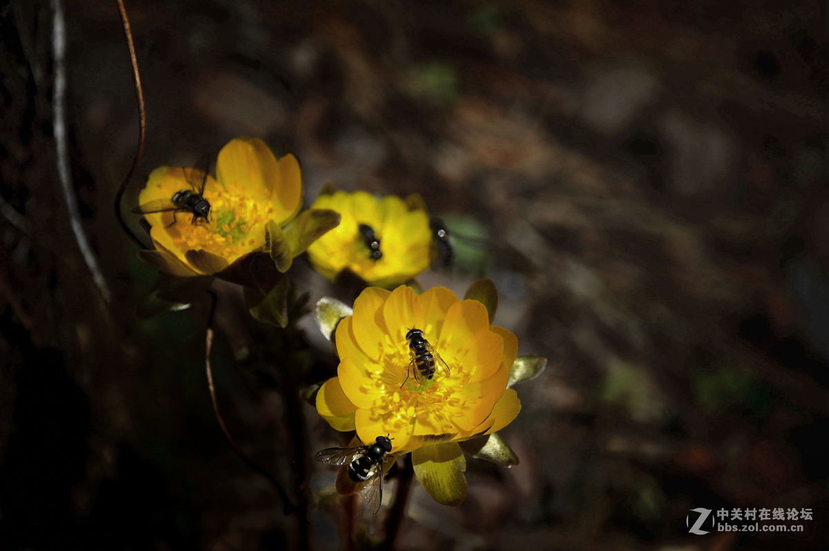 金盏花——请假帖