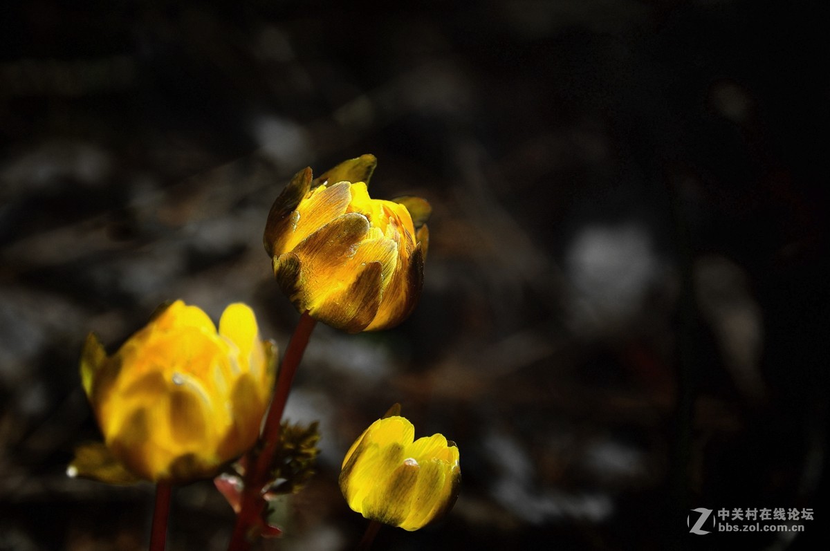 金盏花——请假帖