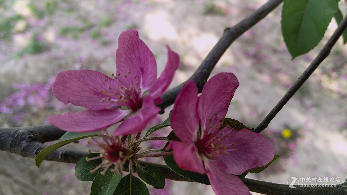 一组杜鹃花，来侨乡星空(中国)。祝皓月长弓荣任版主！