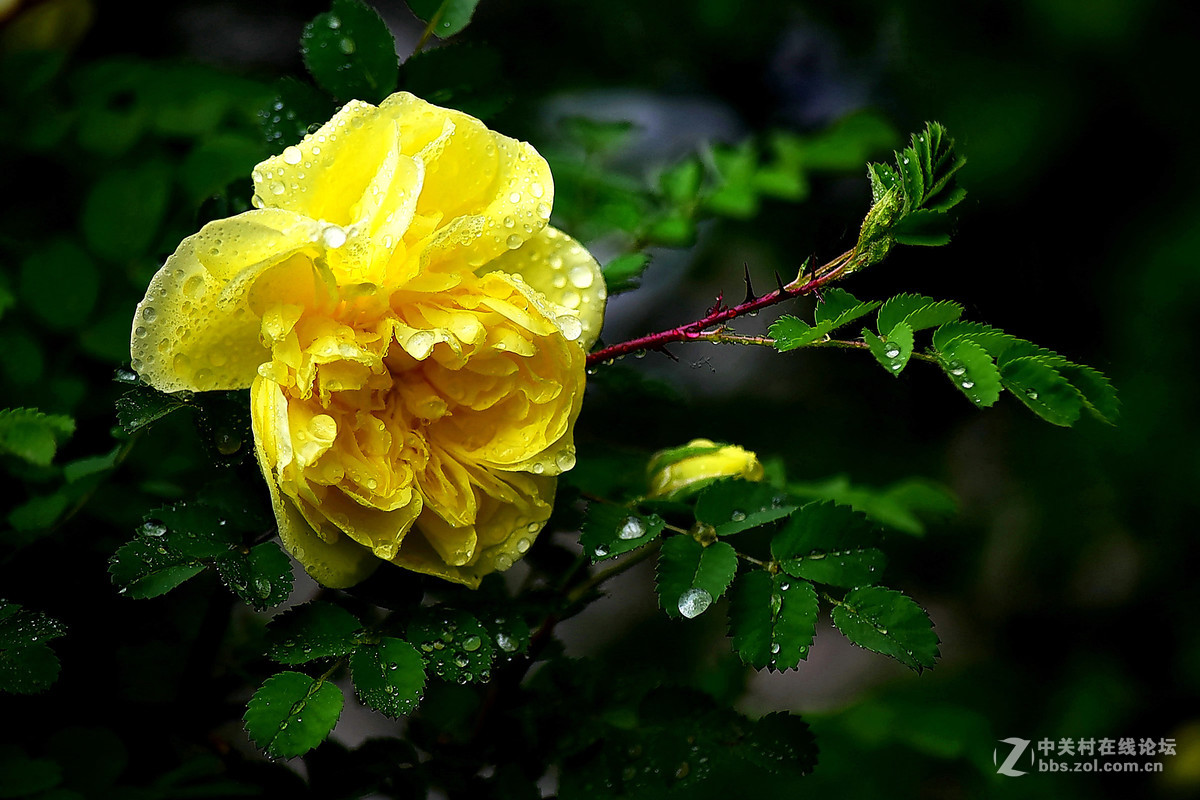 D810DX55-300拍小花